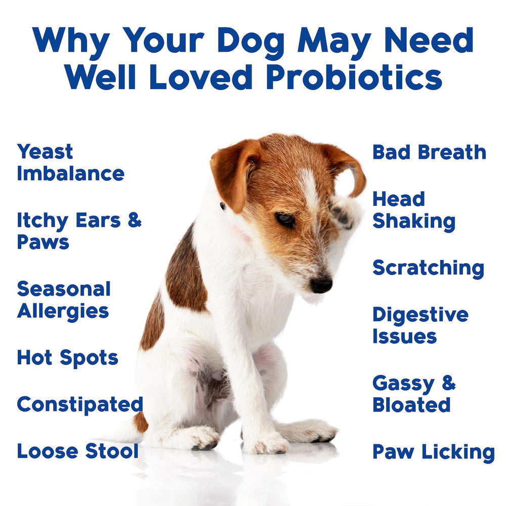 Well Loved Probiotics for Dogs digestive enzymes inside closeup demonstrates enzymes aiding digestion