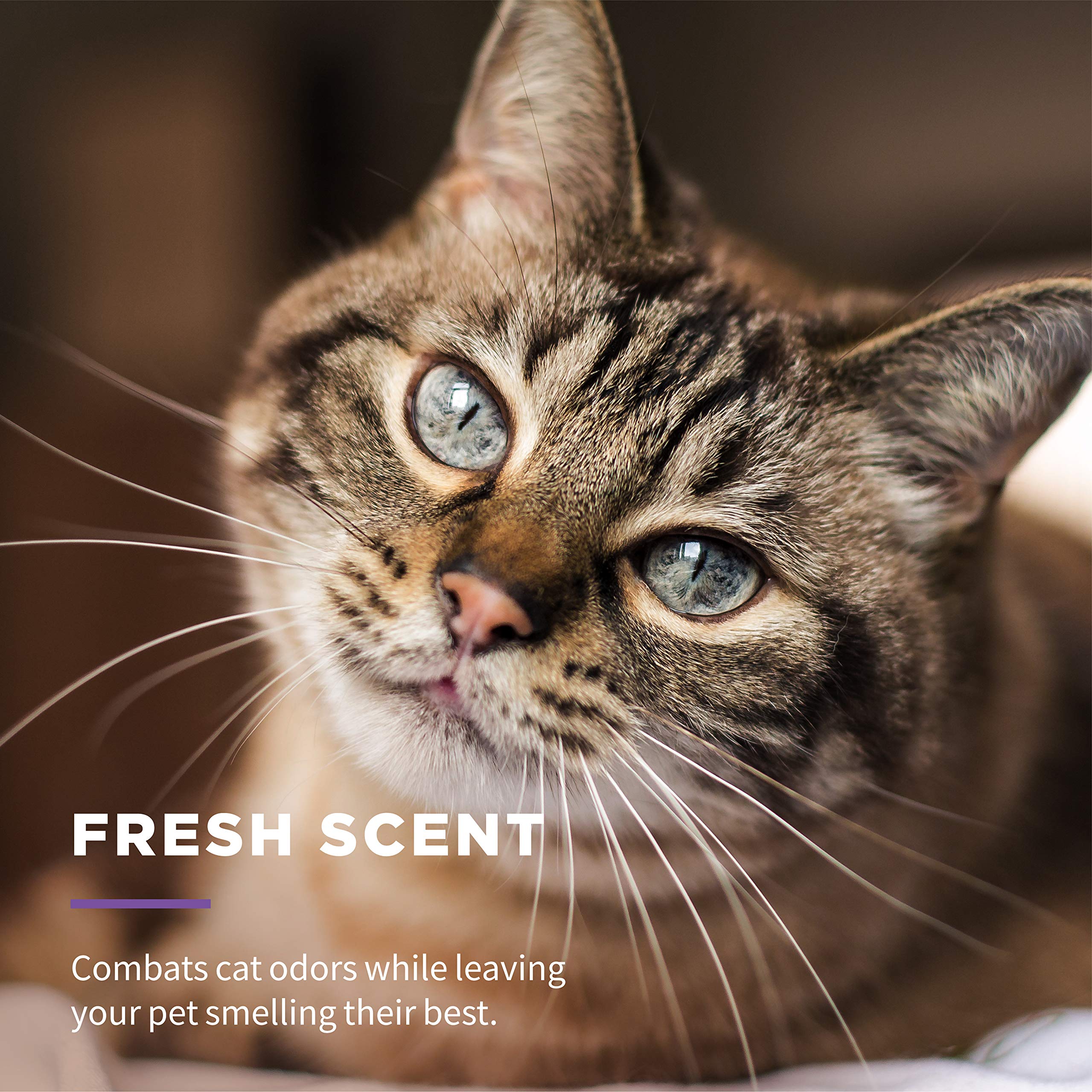 Person wiping a cat's paw with Wet Ones Freshening Wipes.