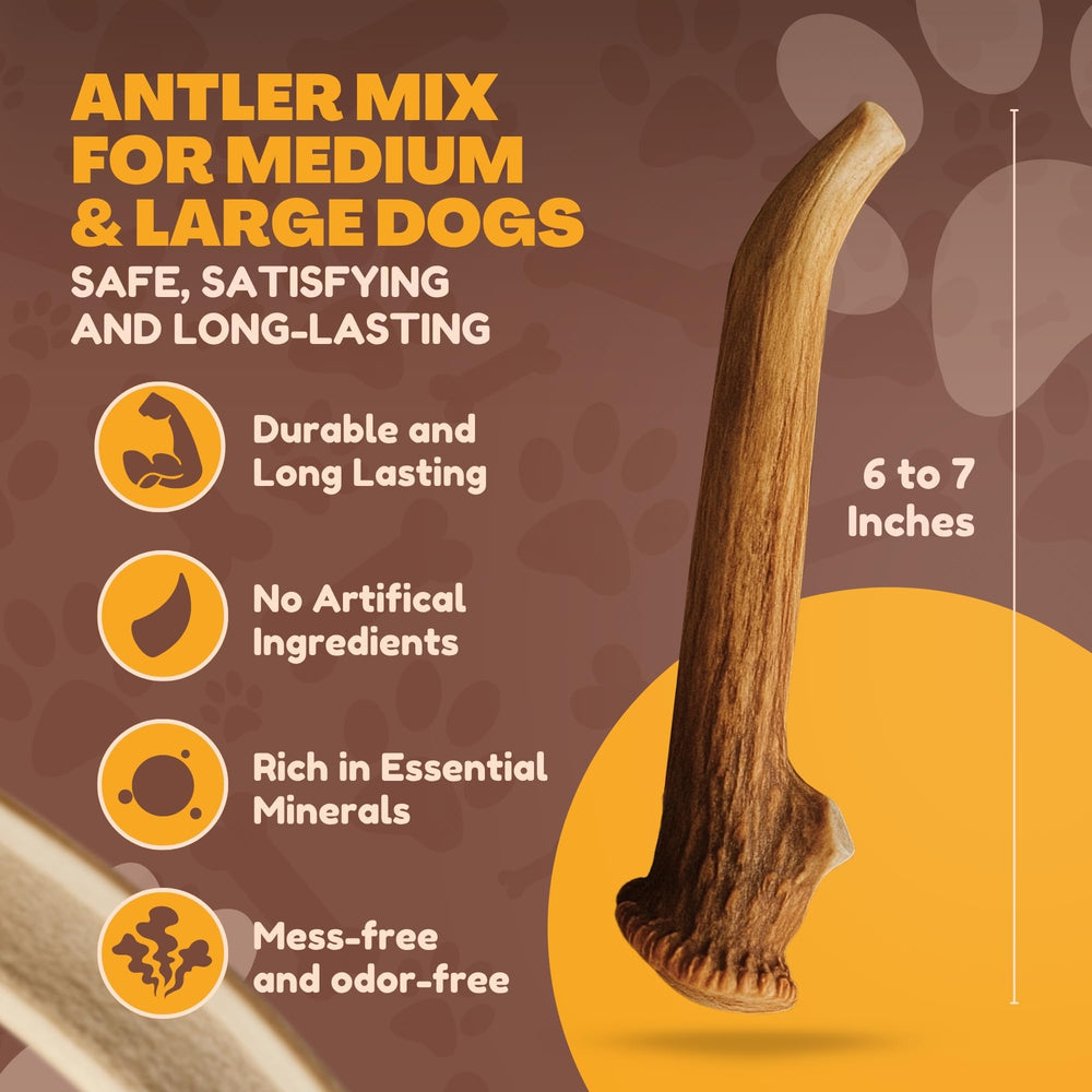 Grade A natural shed antler from Texas by WhiteTail Naturals