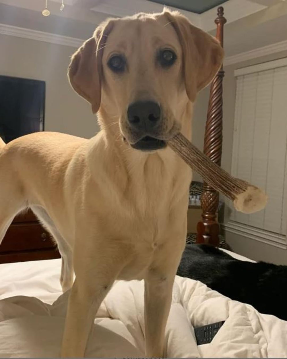 Indoor-friendly chew option from WhiteTail Naturals for dogs
