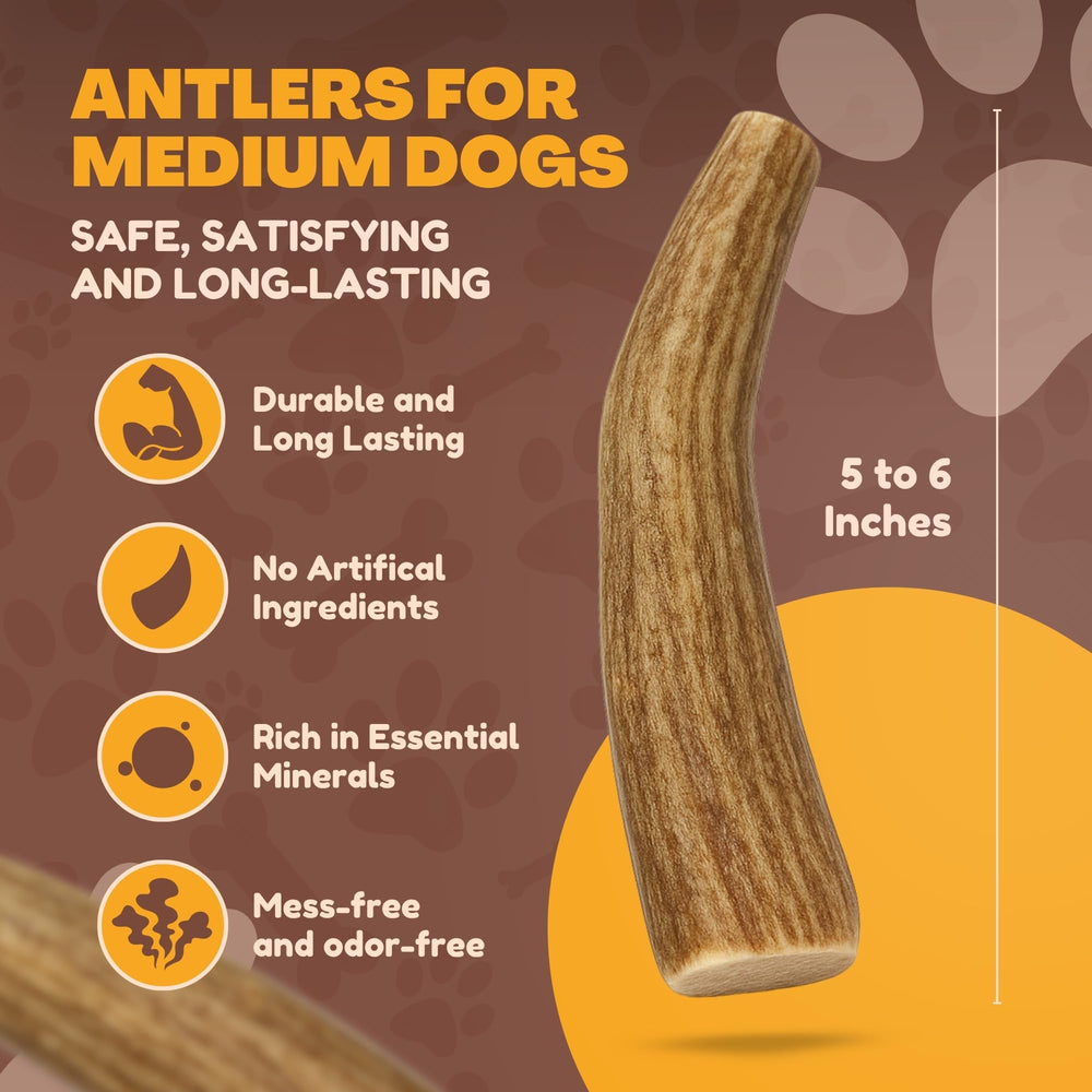 WhiteTail Naturals 5–6 inch medium antlers ideal for powerful chewers.