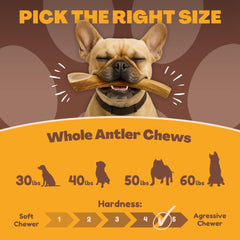 No additives or preservatives—pure deer antler chew for dogs