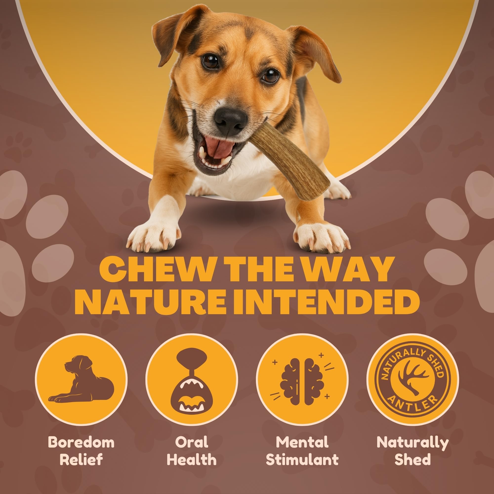 WhiteTail Naturals odorless, mess-free antlers suitable for indoor use.