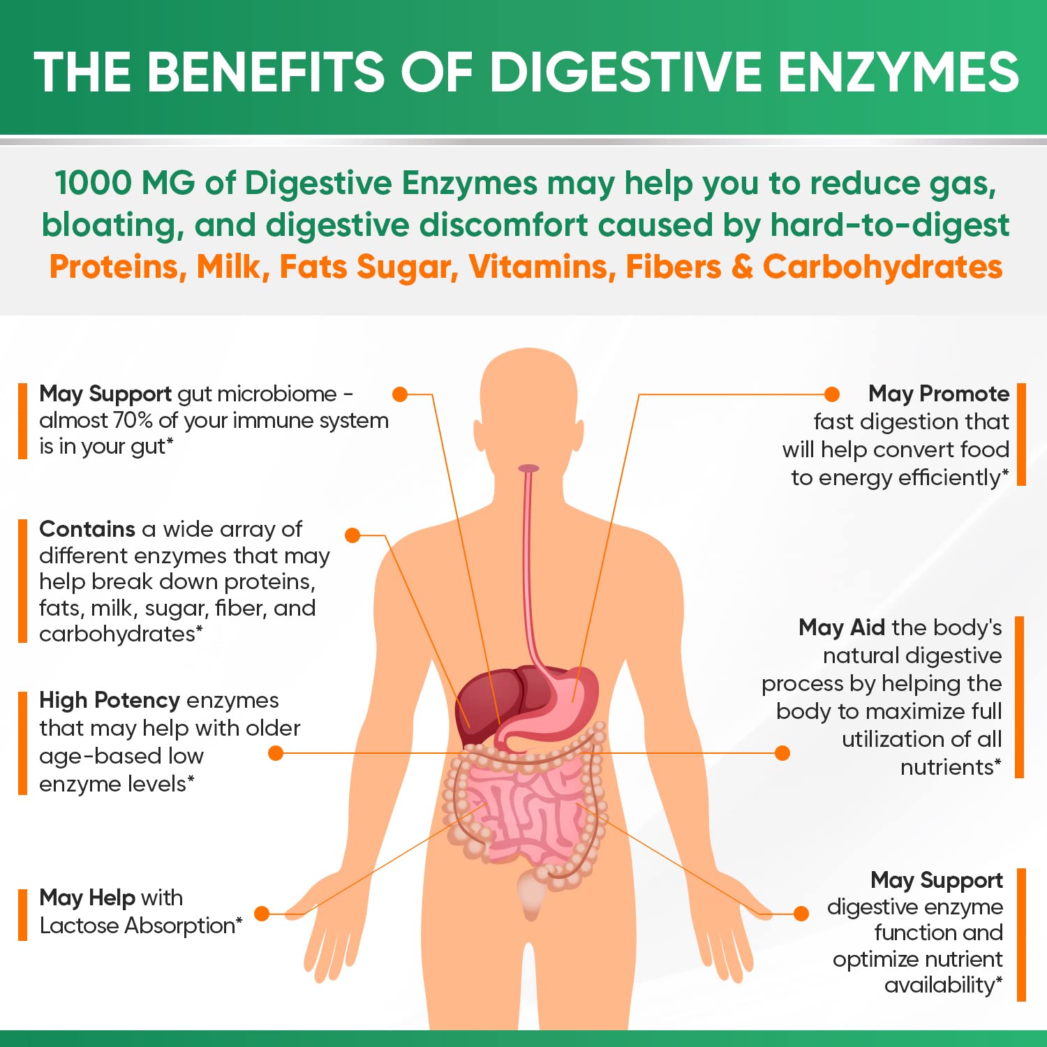 Wholesome Wellness Digestive Enzymes GMP facility badge signals quality standards