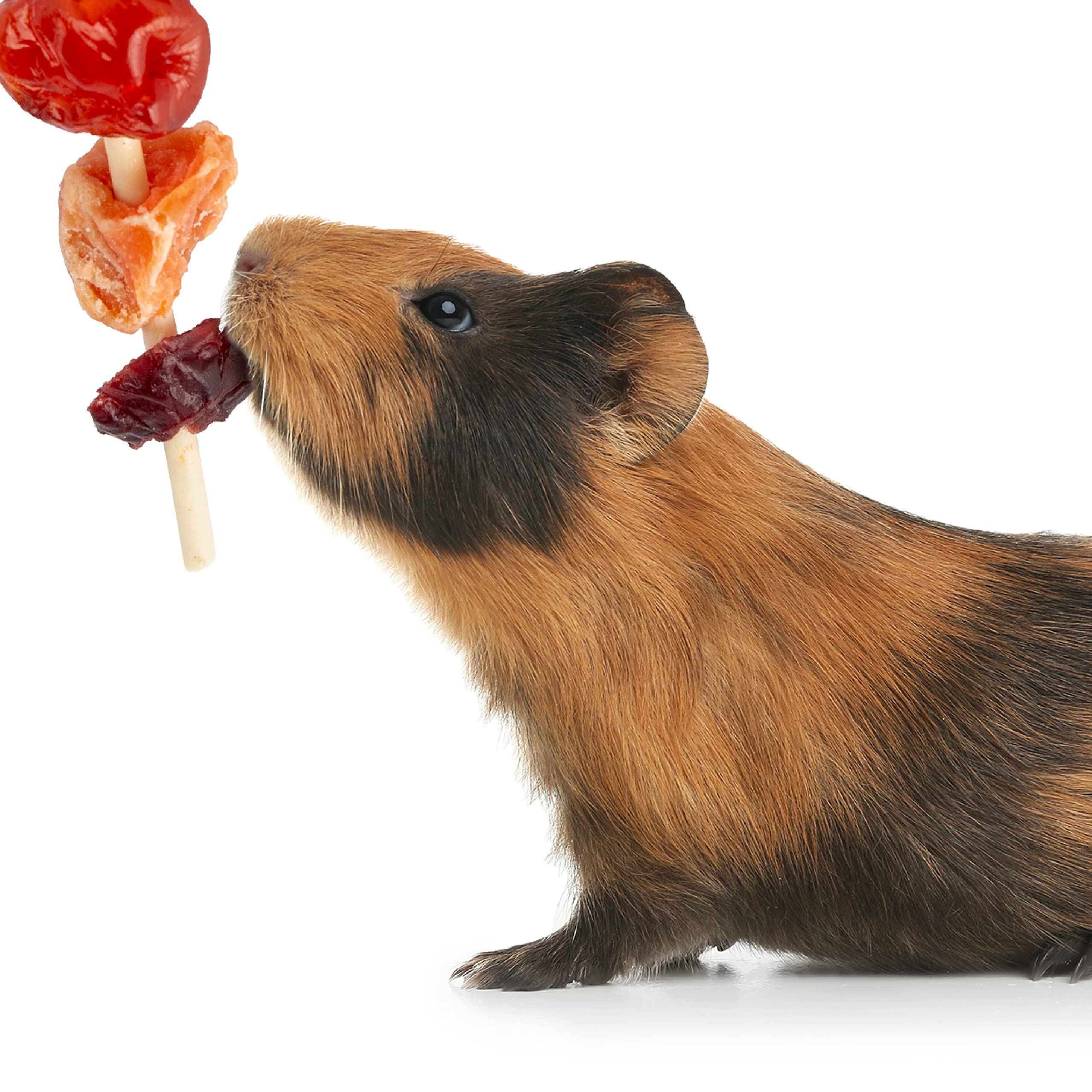 Wild Harvest Fruit Kabobs small-animal friendly design for easy feeding