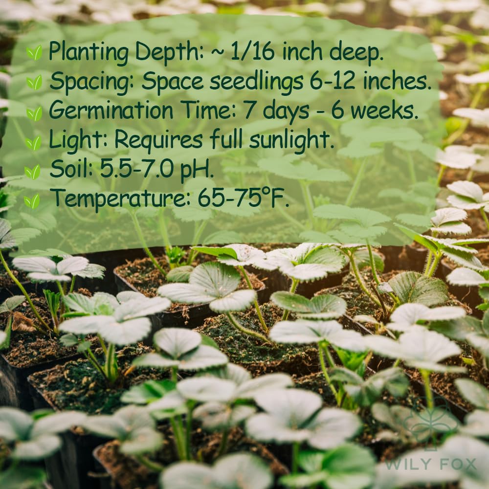 Wily Fox strawberry seeds high germination support new plant growth.