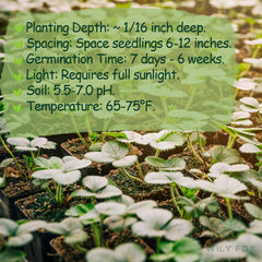 Wily Fox strawberry seeds high germination support new plant growth.