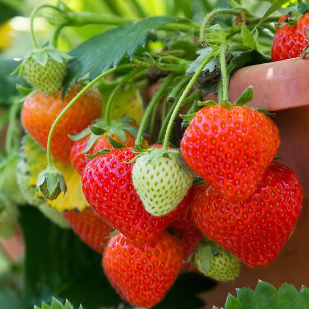 Wily Fox rare strawberry seeds for indoor or outdoor cultivation.