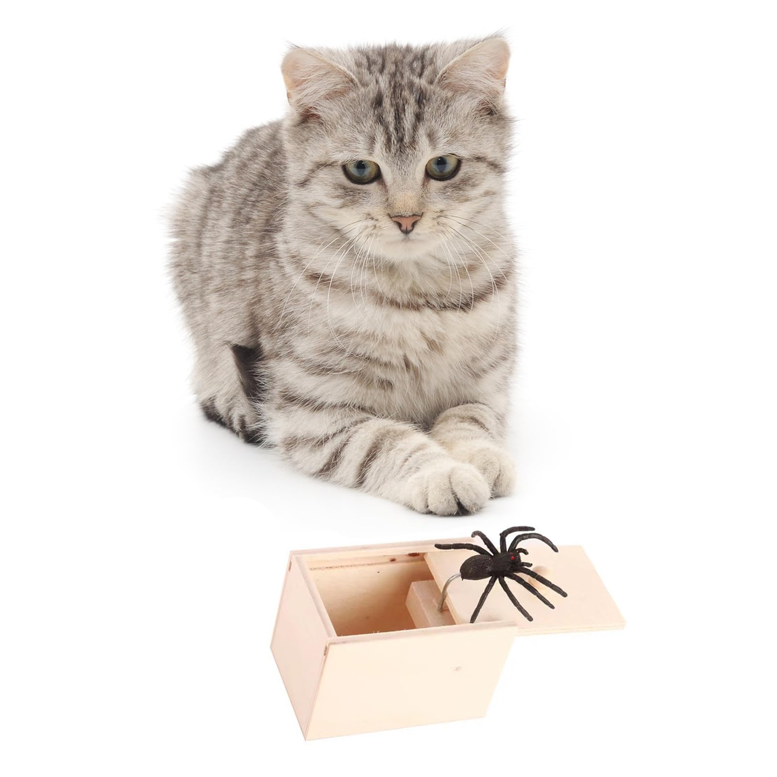 Winbar friendly prank with soft spider for family fun and laughter
