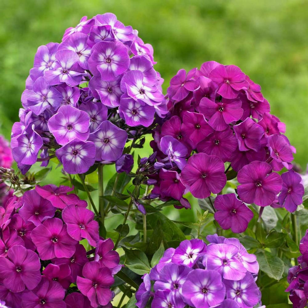 Wivolibe bee-friendly phlox pollinator attracting image in garden