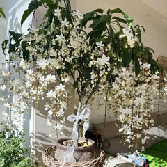 Wivolibe climbing jasmine vine ideal for trellises and balconies.