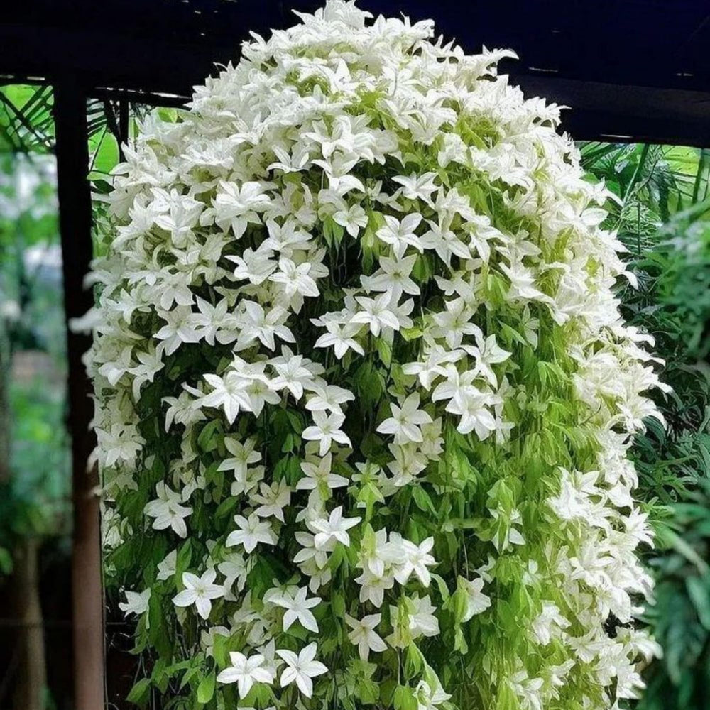 Wivolibe fragrant garden scene with jasmine in bloom.
