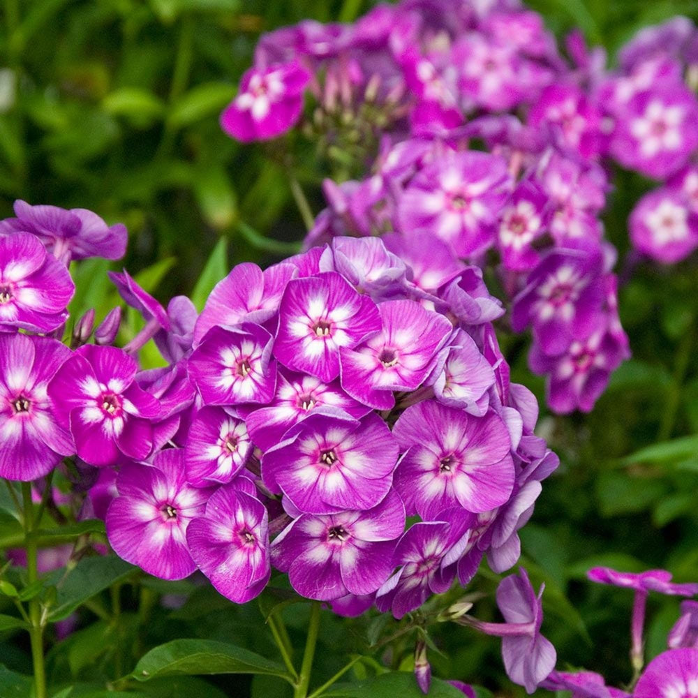 Wivolibe ground-cover phlox bush growth for low-maintenance yard