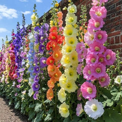 Wivolibe hollyhock seeds with multicolor blooms, ideal for borders and cutting gardens.