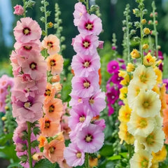 Wivolibe hollyhock seeds show tall or dwarf stems, adding height and color to borders.