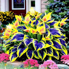 Wivolibe Hosta drought-tolerant variety thrives with minimal irrigation.