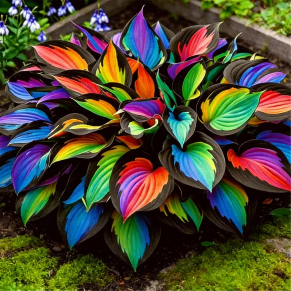 Wivolibe heart-leaf hosta seeds attract pollinators with seasonal blooms.