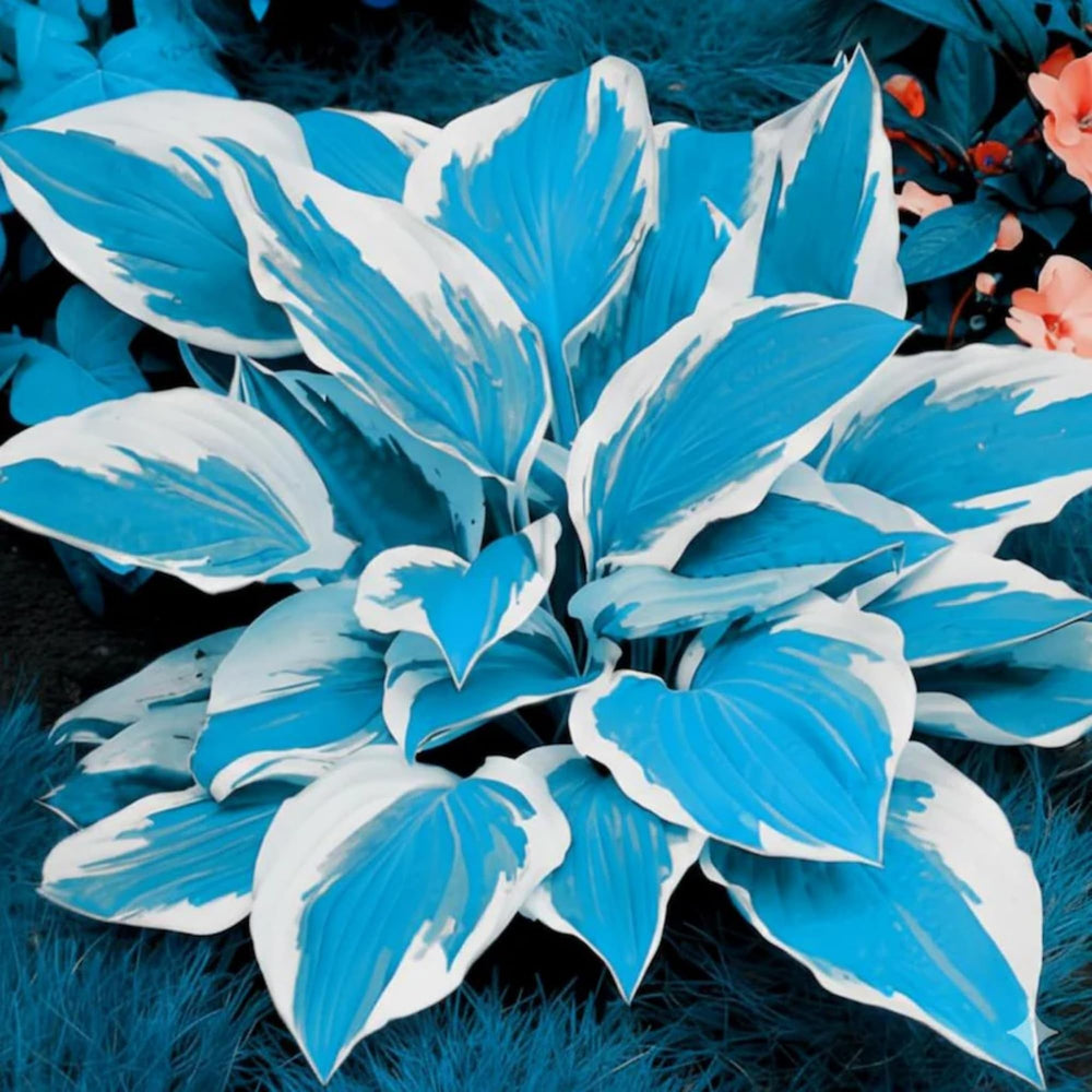 Wivolibe Hosta vibrant foliage across seasons for striking beds.