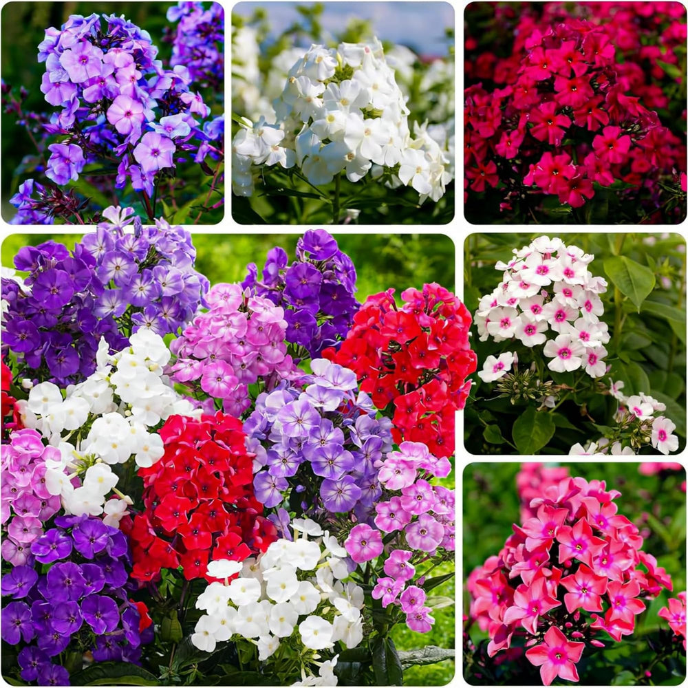Wivolibe mixed phlox seeds packaging showing colorful variety for vibrant garden beds