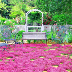 Wivolibe red creeping thyme close-up leaves emit aroma when crushed
