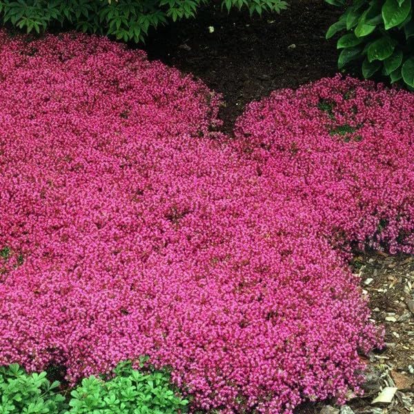Wivolibe red creeping thyme dense mat in bloom ideal for borders
