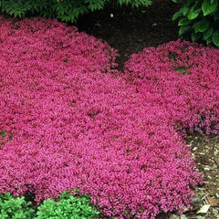 Wivolibe red creeping thyme dense mat in bloom ideal for borders