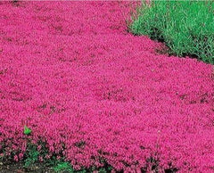 Wivolibe red creeping thyme seeds form a ground-cover bed ready for planting