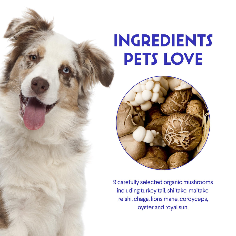 Wonder Paws nine organic mushrooms blend shown as a rich powder for pets.