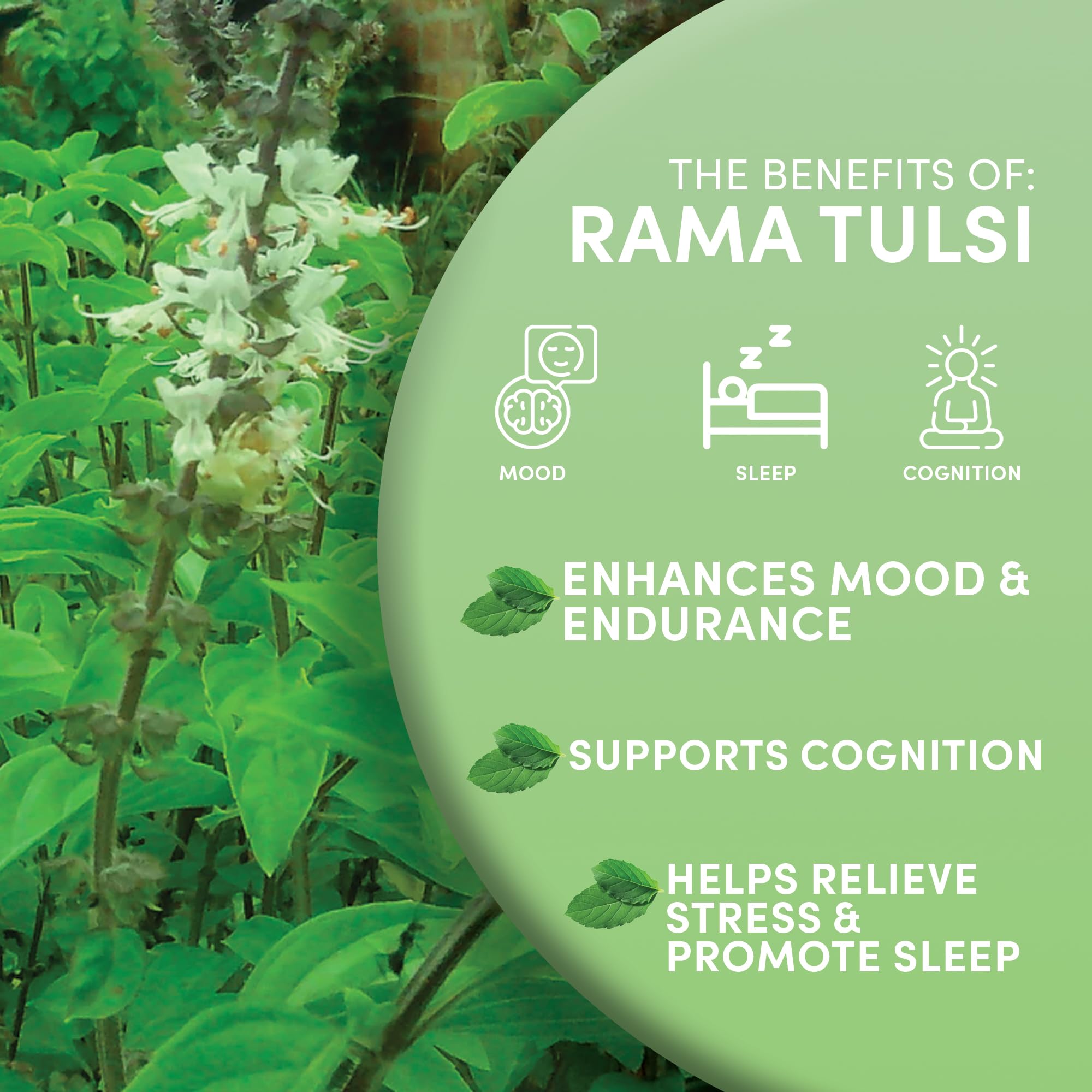 Worldwide Botanicals Fair Trade Tulsi Tea highlighting ethical sourcing and support