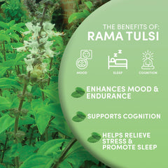 Worldwide Botanicals Fair Trade Tulsi Tea highlighting ethical sourcing and support