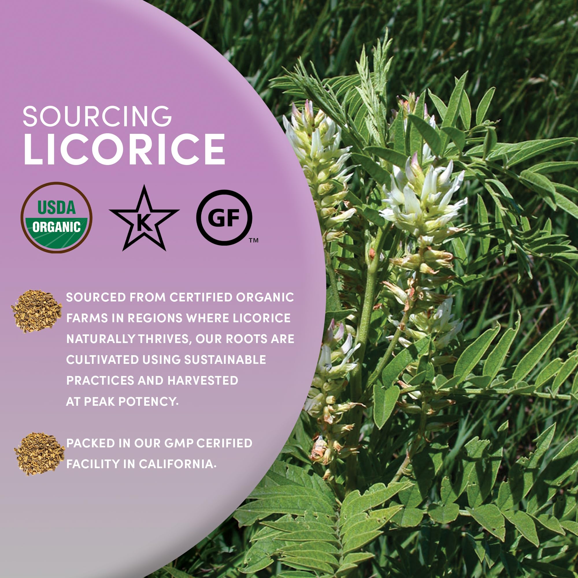 Worldwide Botanicals licorice root closeup showing texture and fibers