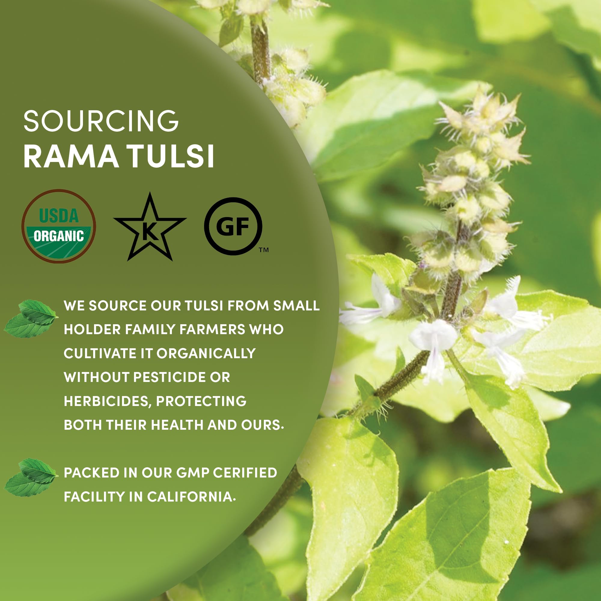 Worldwide Botanicals Tulsi Rama steeping in pot highlighting loose leaf aroma