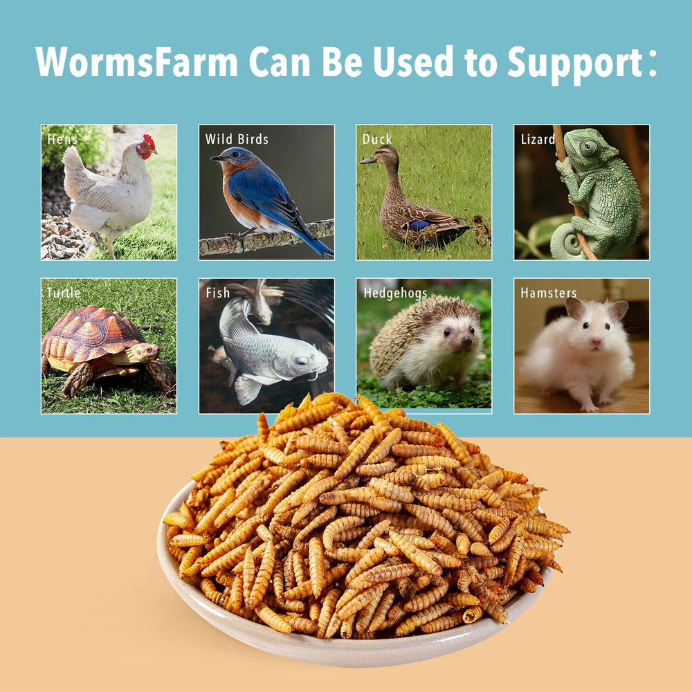 WormsFarm BSF larvae snack for chickens and wild birds, versatile and tasty