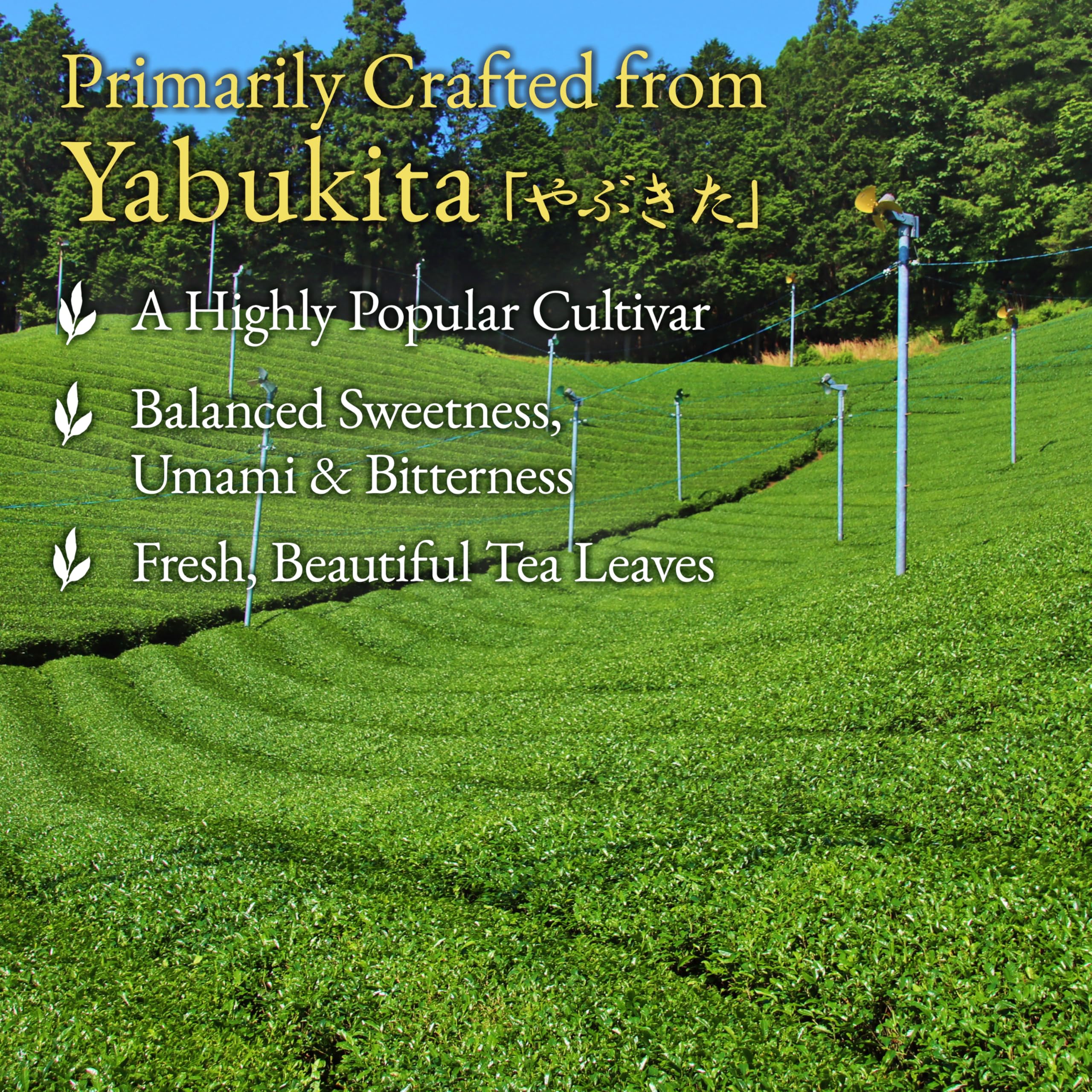YAMASAN KYOTO UJI brewed tea—bright yellow-green color and refreshing aroma