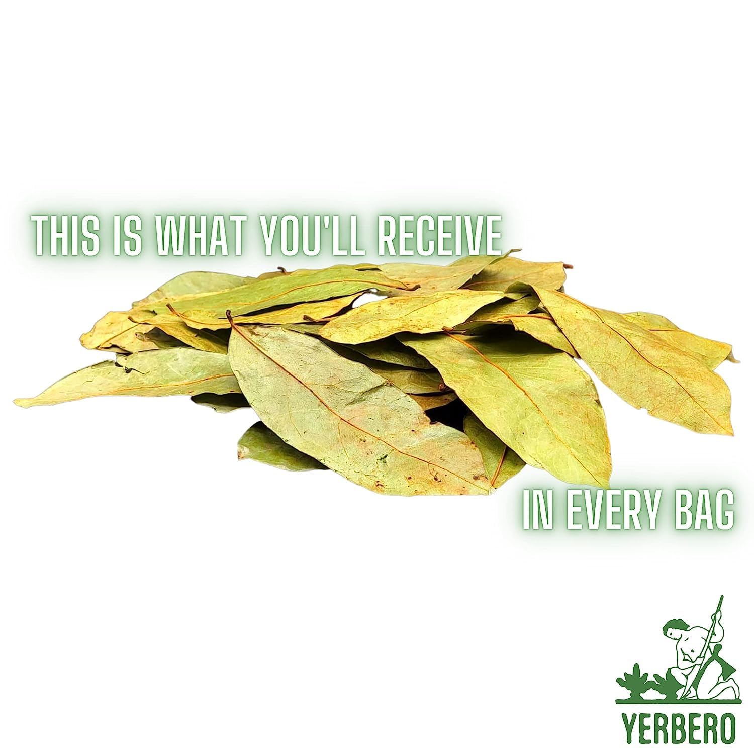 Yerbero Graviola leaves close-up – natural texture and color.
