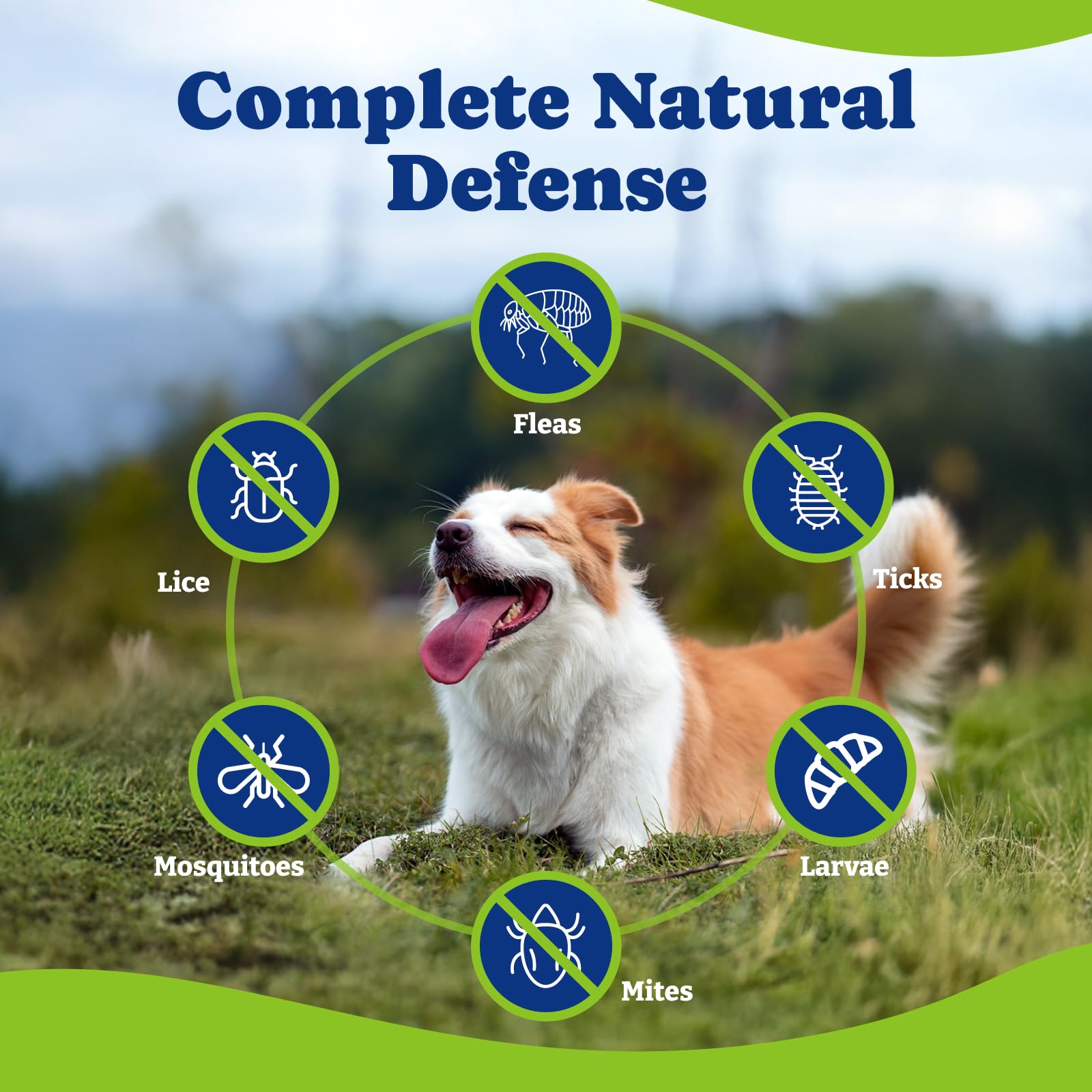 YoYoBay ingredients close-up highlights natural, vet-formulated formula for skin and coat