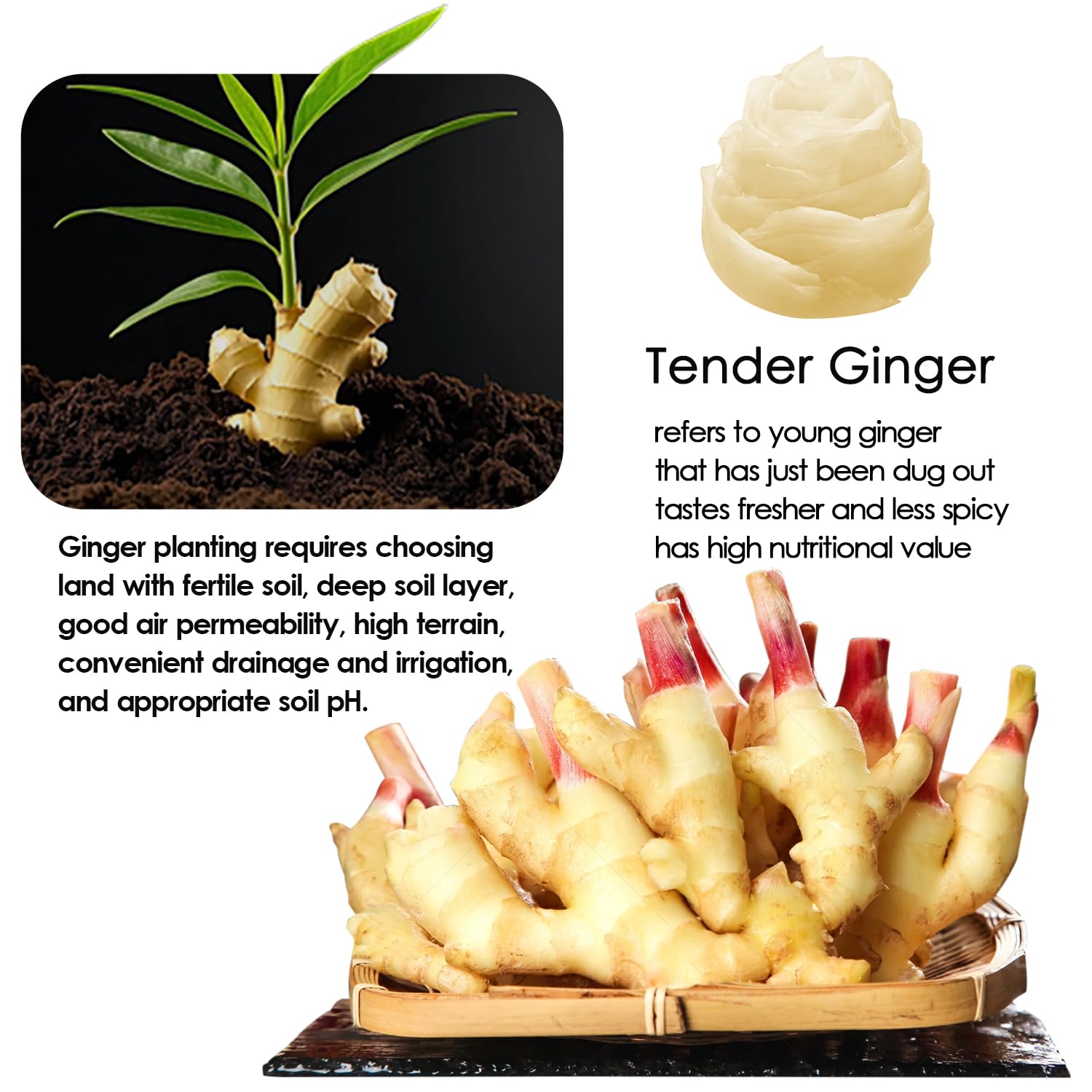 YUHO crisp ginger bites provide mild heat with balanced sweetness.