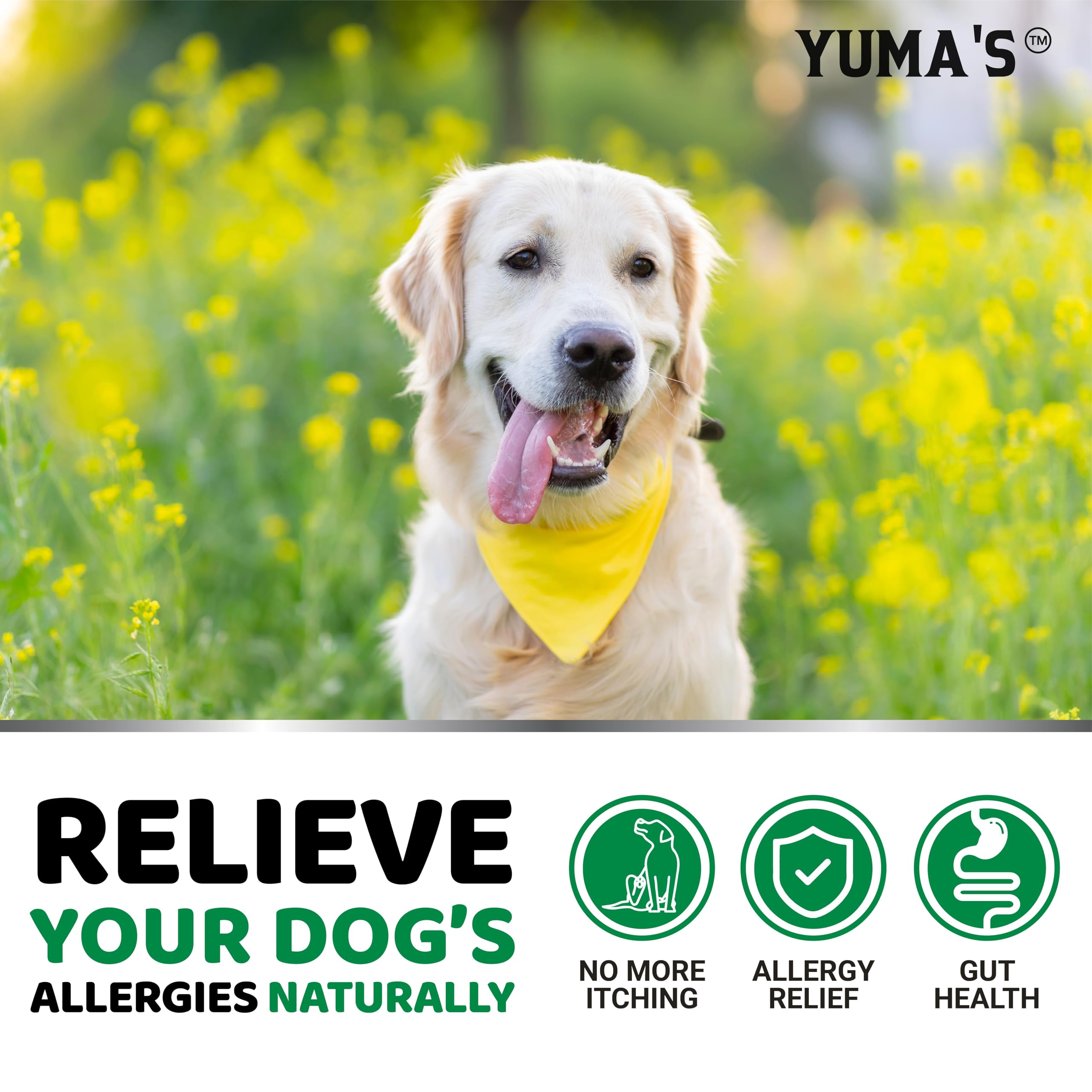 YUMA'S Beef Liver Flavor chews ready to serve for dogs.