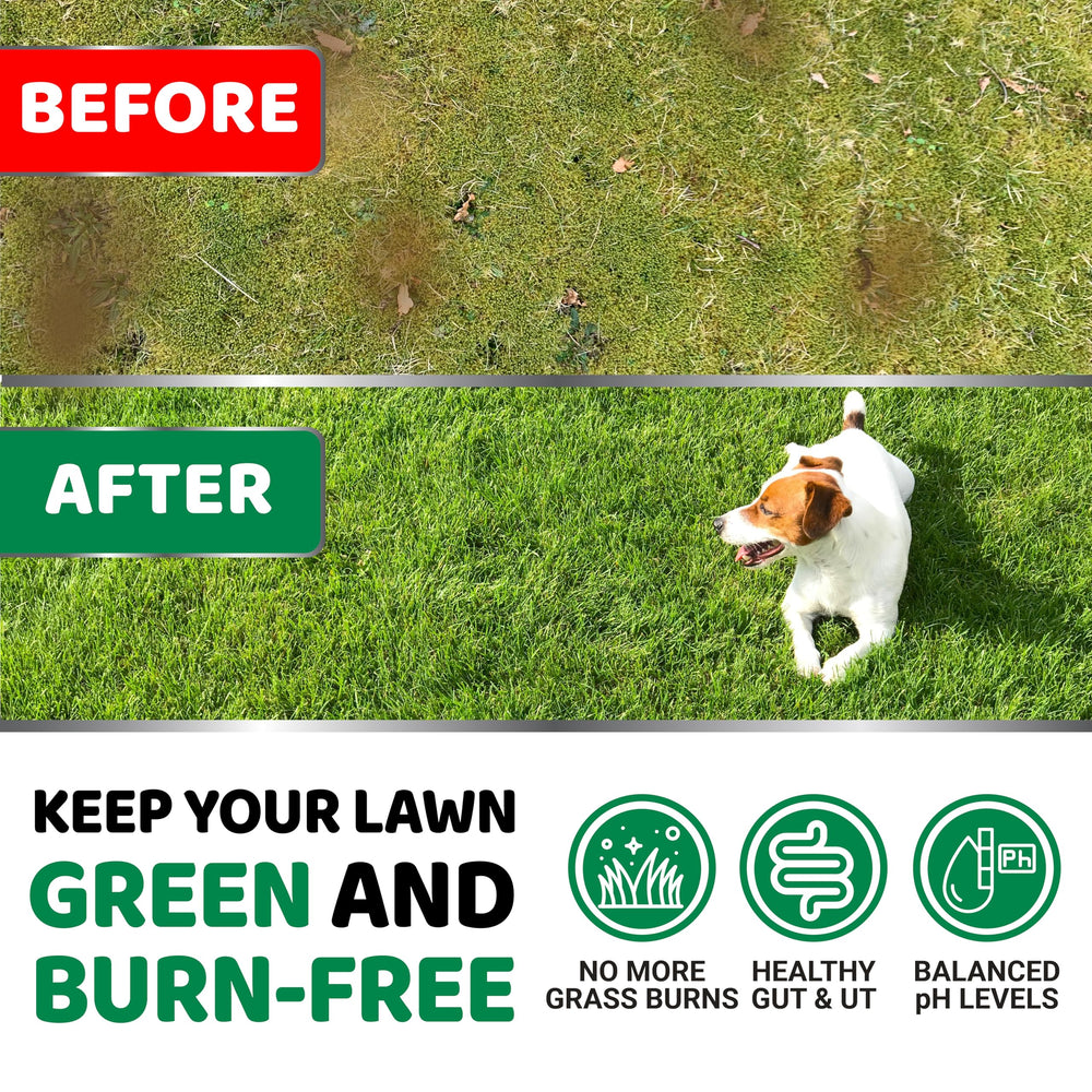 YUMA'S dog urine neutralizer chews ready to support digestion and lawn health.
