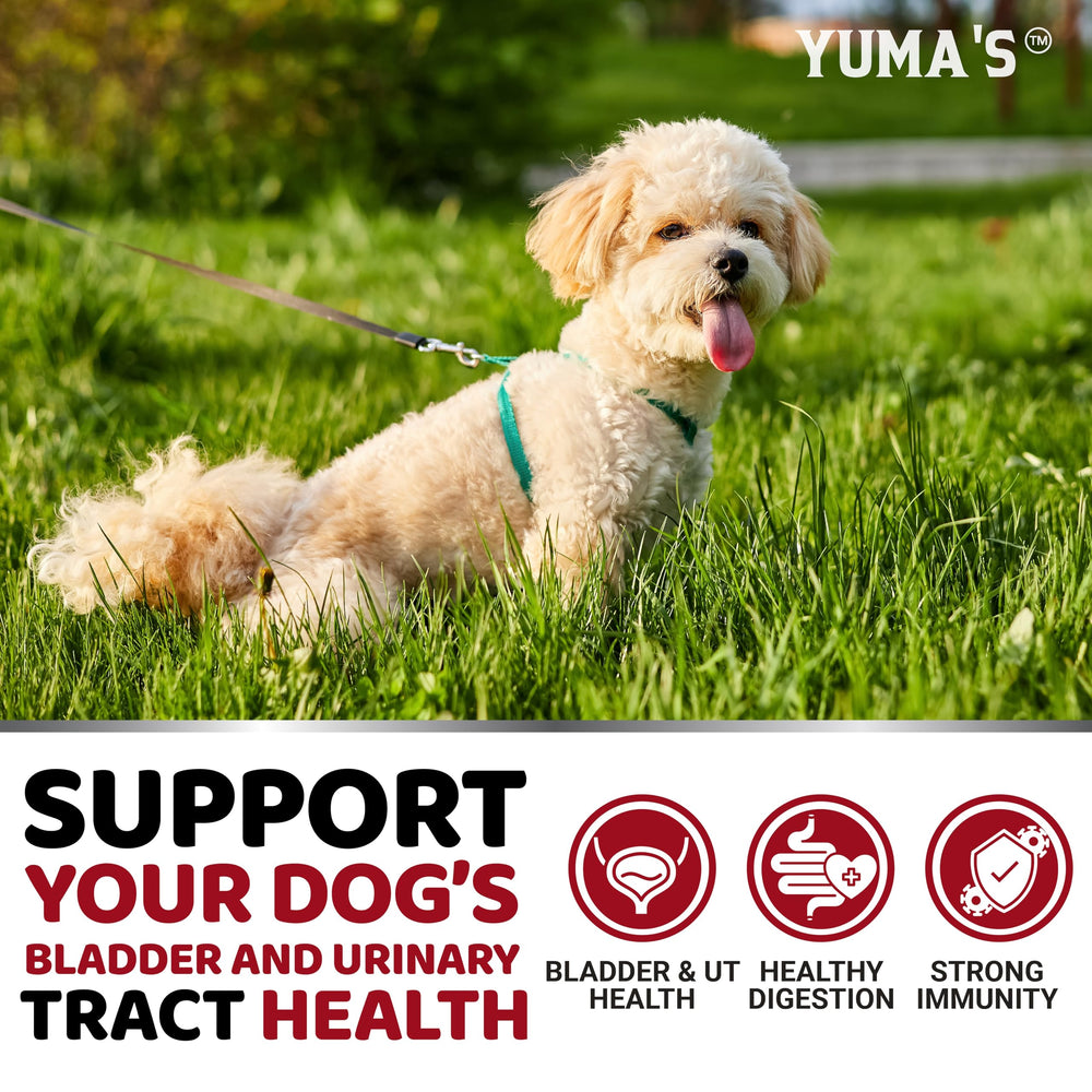 YUMA'S Dog UTI Chews bottle with label showing vet-formulated cranberry blend.