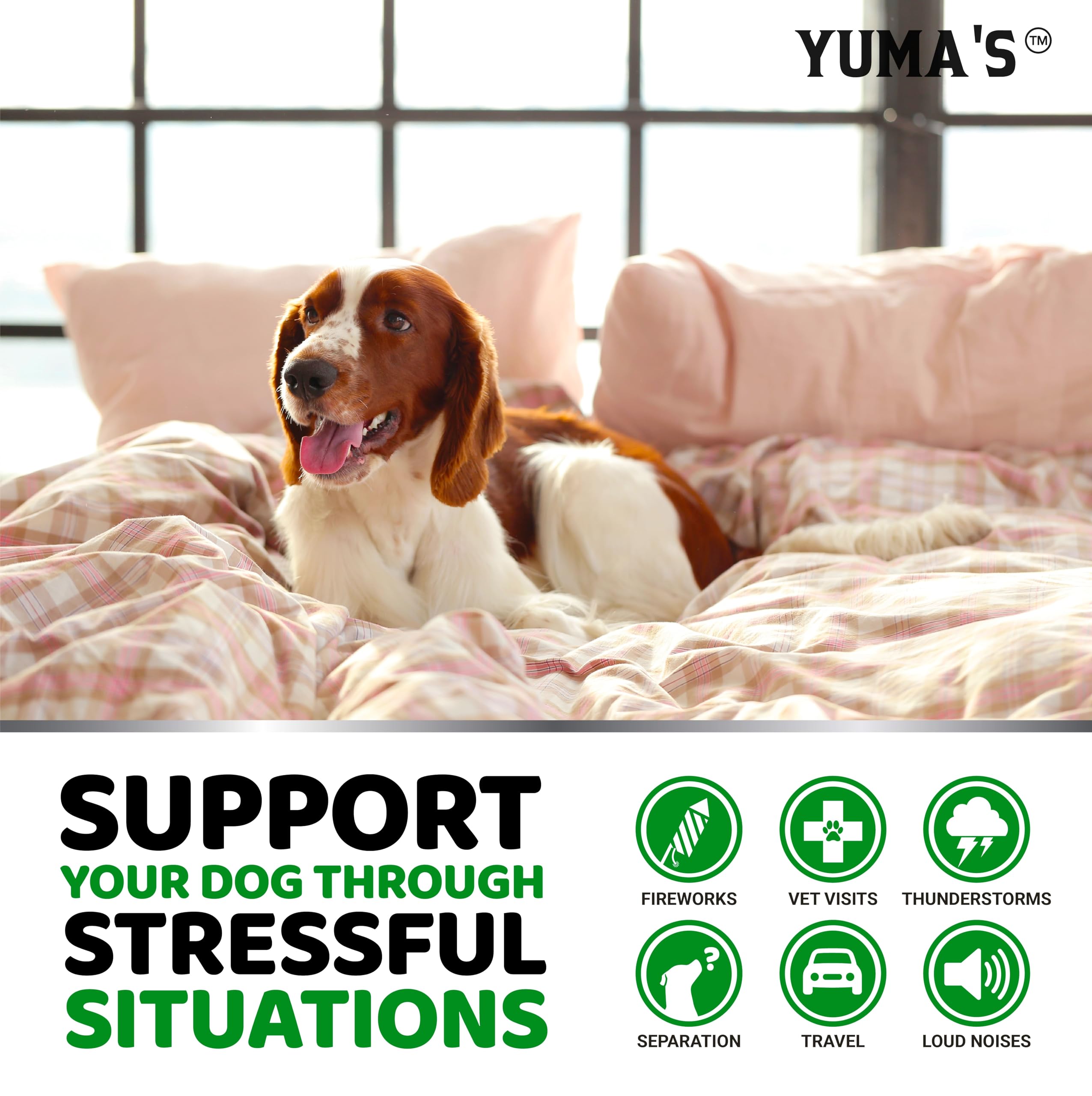 YUMA'S hemp calming chews serving scene with dog enjoying treat.