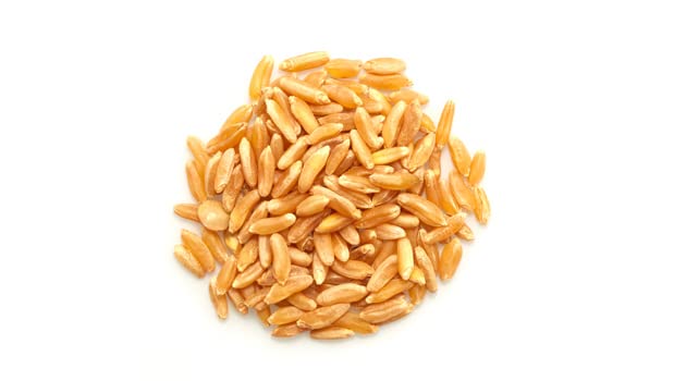 Cooked Yupik Kamut grains steaming with a warm nutty aroma in a pot