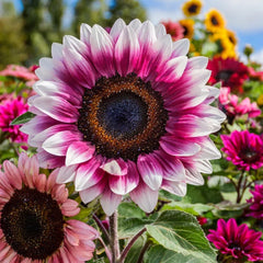ZEshops 50pcs Rare Strawberry Pink Sunflower Seeds packet for a vibrant, unique garden