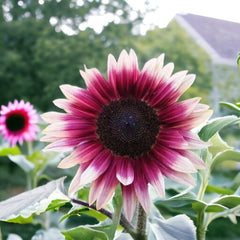 ZEshops Gift-ready seed pack invites green-thumb friends to start a unique garden