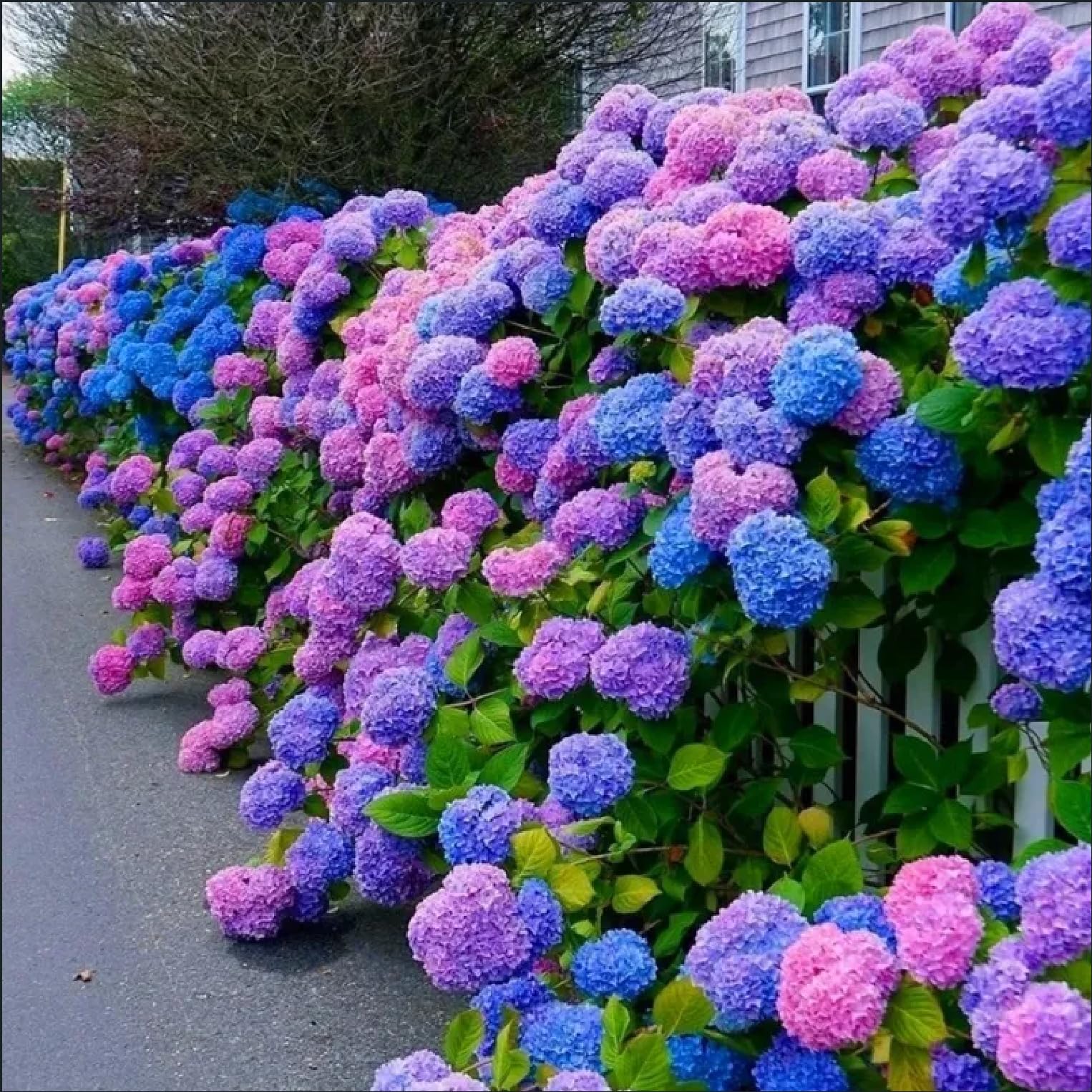 ZEshops hydrangea seeds—35-pack supports steady germination and thriving perennials