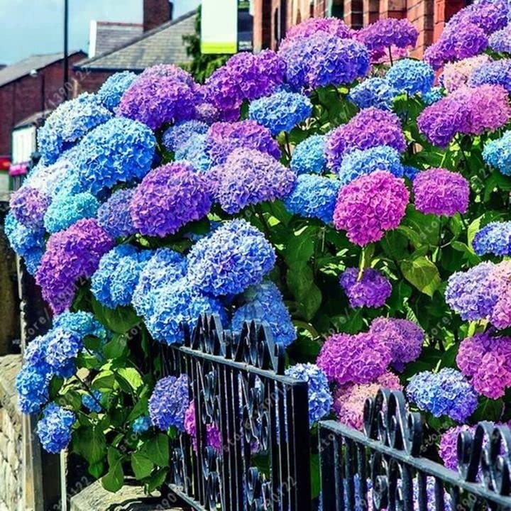 ZEshops Hydrangea seeds are ready for germination and garden beauty.