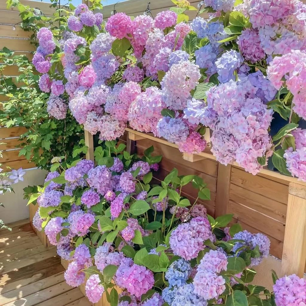 ZEshops hydrangea seeds—garden-ready perennials for easy, colorful beds