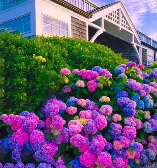 ZEshops Hydrangea seeds suit beginners and experienced gardeners alike.
