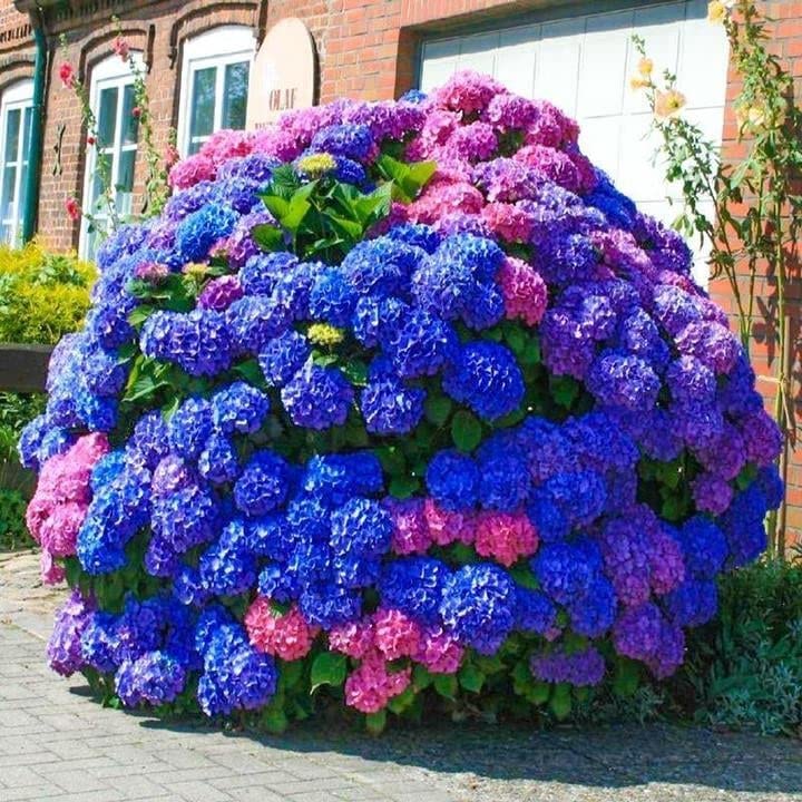 ZEshops Hydrangea seeds offer perennials that bloom year after year.
