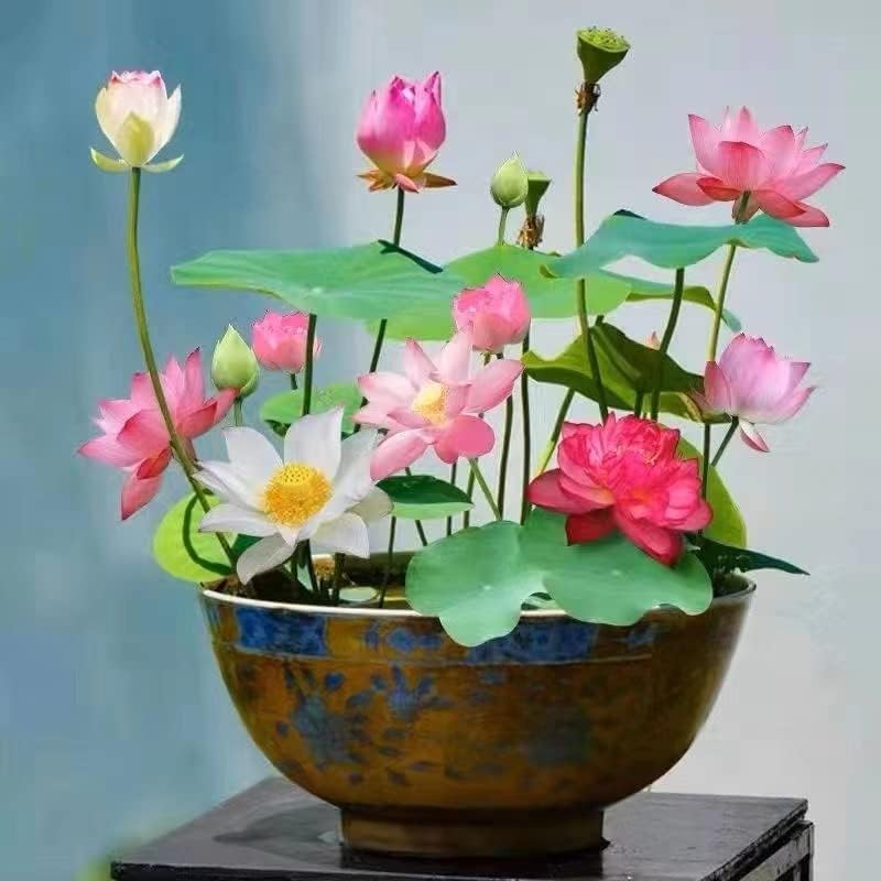 ZEshops lotus seeds mix for bonsai bloom ready for indoor water gardens.